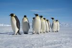 Miniatura per l'articolo intitolato:I pinguini di Daniele Del Giudice
