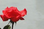 Miniatura per l'articolo intitolato:Una rosa sola, di Rainer Maria Rilke